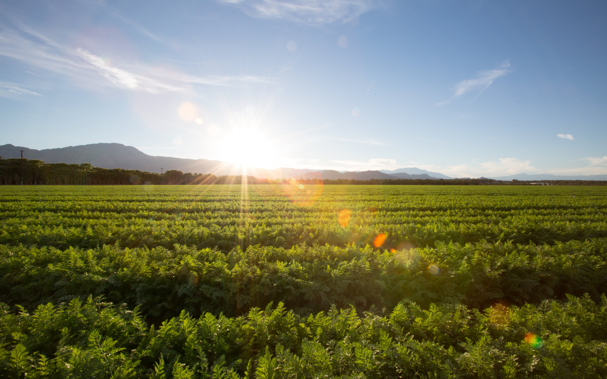 Land Buying 101 in Colorado: What to Know Before You Buy